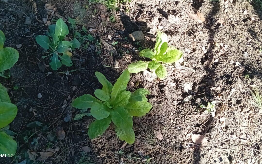 Lechugas en el huerto