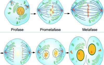 Stopmotion Mitosis