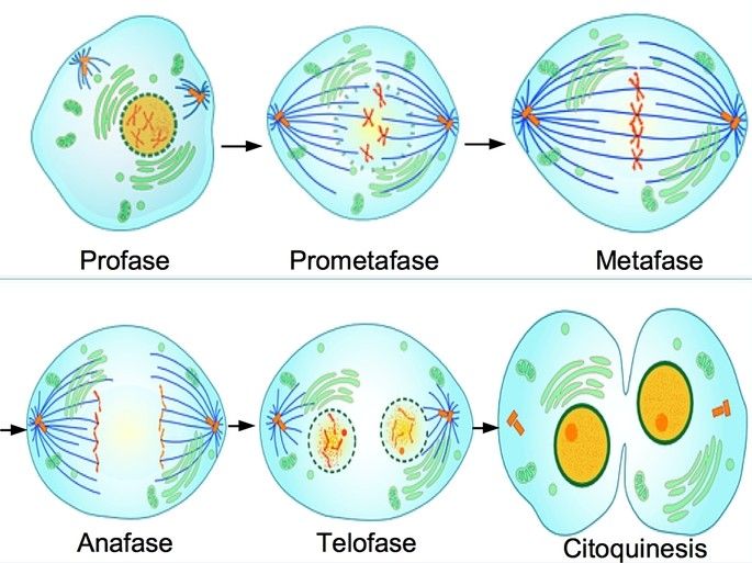 Stopmotion Mitosis