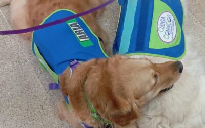 Terapia con perros